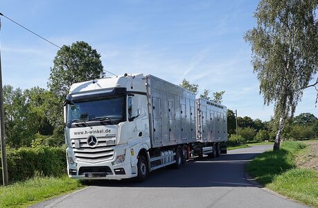 Insgesamt 28 Pferde wurden am Montag in Hamm auf behördliche Anordnung hin beschlagnahmt.  Foto:  Szkudlarek