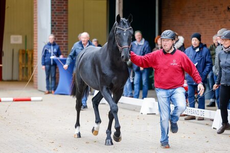 Mit der Vorstellung auf dem Pflaster starteten die Bewerber der Holsteiner Sattelkörung heute Vormittag in das Programm des Holsteiner Herbst-Event.  Foto:  Christian Beeck