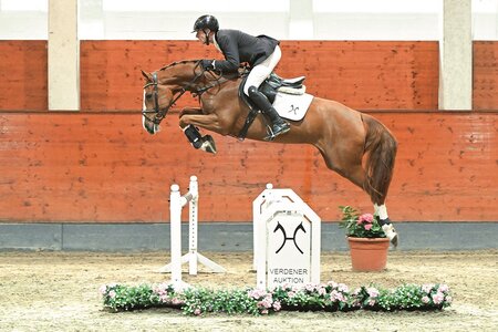 Napoli-Tana v. Nixon van het Meulenhof/Quidam de Revel (Foto: Hannoveraner Verband)