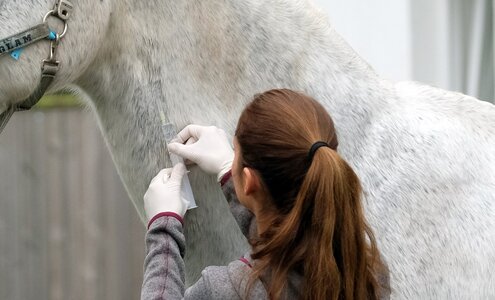 Die Preissteigerungen durch die GOT-Novelle belasten Tierhalter signifikant.  Foto: Hartwig 