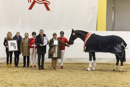 Körsieger & bester AWÖ Hengst im dressurbetonten Lot: Bartlgut’s Venturini | © Hans Kraus