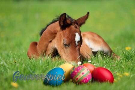 Die Gewinnerinnen und Gewinner unseres großen Oster-Gewinnspiels stehen fest!