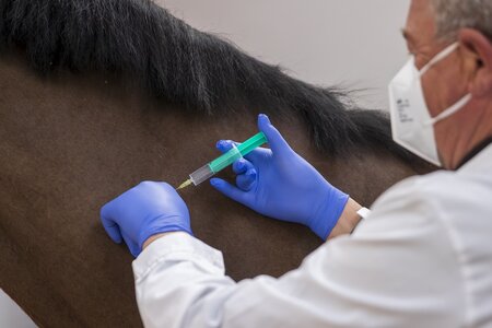 Die Einführung der Herpes-Impfpflicht mit dem Jahr 2023 war eine sehr umstrittene Entscheidung der FN. | © Stefan Lafrentz