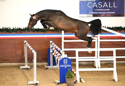 Der Siegerhengst Corassini wurde wegen Lahmheit reklamiert | © Beelitz
