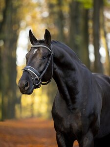Der Grande-Preisträger 2024: Toto Jr.  | © (Foto: Hannoveraner Verband/Arnd Bronkhorst)