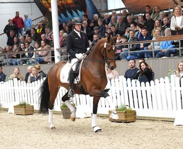 Die Vaderland-Tochter Valdemossa de Colonia erzielte mit einem Zuschlag von 296000 Euro den Spitzenpreis. | © Reckimedia