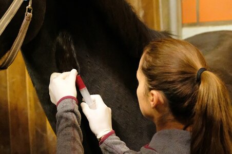 Wie sehr spüren Pferdehalterinnen und Pferdehalter die Auswirkungen der GOT-Novelle? Dies möchte die Umfrage ergründen. | © Hartwig