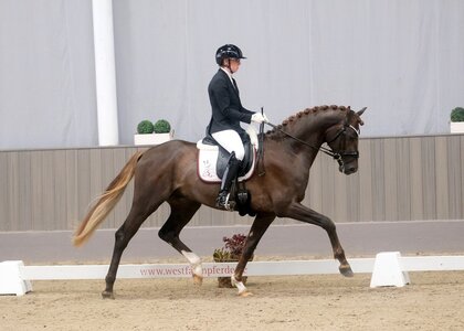 Eaton of Westfalia mit Sabrina Geßmann, Sieger der Dreijährigen. | © Hartwig