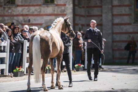Rahmenprogramm: Junghengste „auf dem Pflaster“ und geritten in der großen Reithalle des Gestüts mit fachlicher Kommentierung durch Landoberstallmeisterin Dr. Astrid von Velsen-Zerweck und Grand-Prix Richter Gerd Sickinger  | © Tom´s Pic