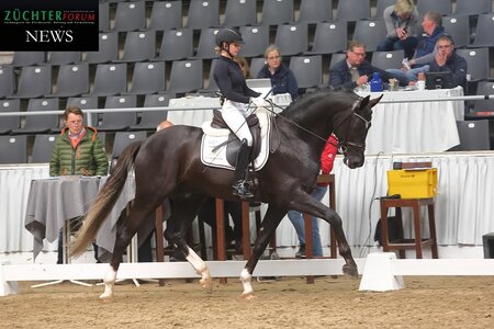 Konnte im zweiten Anlauf als Klassenbester seinen Sporttest I abschließen - Bon Esprit. Hier unter der Fremdreiterin Shereena Satzer. | © Bischoff