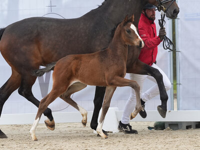 Teuerstes Fohlen des Abends: Vaiana v. V-Power | © Reckimedia