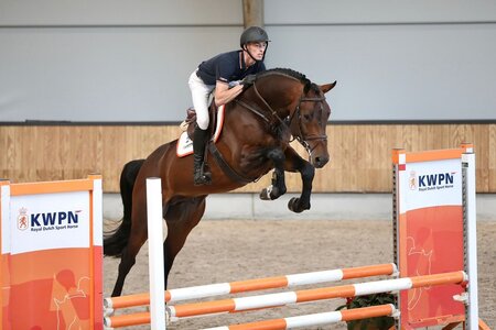 Besonders positiv beschrieben wurde Pasquino vd Hagenhorst (Hardrock Z x Eldorado van de Zeshoek).  | © Helmink