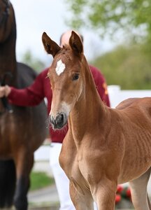 Die begehrteste Offerte der Kollektion trägt den Namen Kentucky. Bei 32.000 Euro fiel der Auktionshammer von Hendrik Schulze Rückamp auf das Pult. | © Hubert Fischer