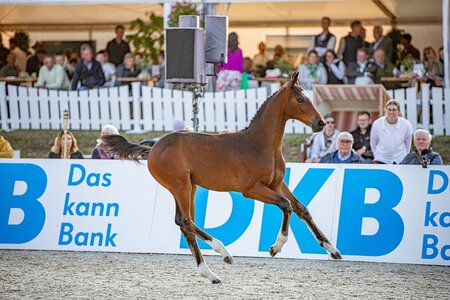 Hangover Z von Heartbreaker-Come On war teuerstes Fohlen bei der Glantz & Gloria Auktion am Freitagabend. | © Paulie Ullmann-Davis