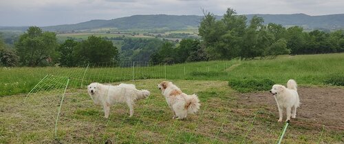 Der erste Herdenschutztag in Nürtingen findet am 7. Juni an der HfWU statt.  | © HfWU