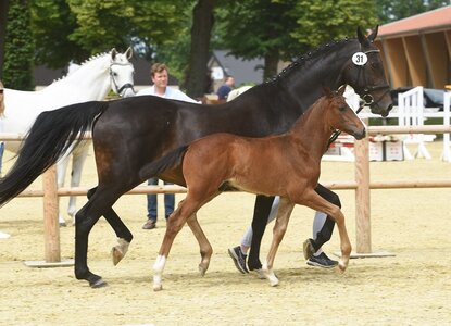 Im Nordrhein- Westfälischen Landgestüt wird sich zwei Tage lang, alles um den vierbeinigen Nachwuchs drehen. | © NRW Landgestüt,Frerich