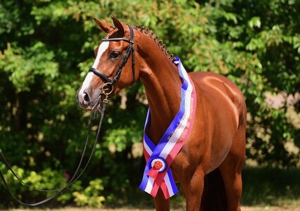 Wer wird die Nachfolgrin von N-Quinta? 2023 avancierte die Casall-Corofino I-Tochter aus der Zucht von Günther Fielmann (Schierensee) zur springbetonten Siegerstute.  | © Janne Bugtrup
