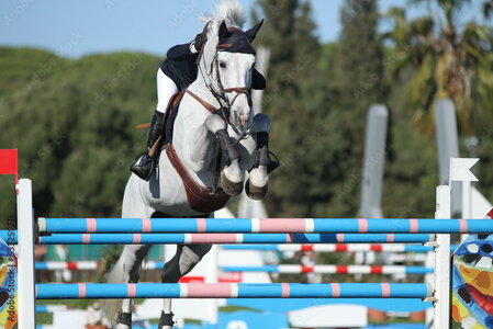 Der Nationenpreis der Zuchtverbände findet in diesem Jahr von 26. bis 29. September in Valkenswaard (NED) statt. | © Adobe/Petra Eckerl