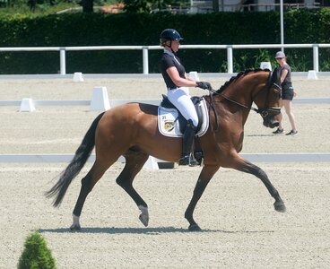 Der rheinische Vitalis-Sohn Voundation aus der Zucht der Rhenania Pferde GmbH (Essen) machte am Dienstag unter Ann-Christin Wienkamp den Auftakt bei der Sichtung der Fünfjährigen zur WM der jungen Dressurpferde in Ermelo und erhielt im Anschluss die Zulassung für die zweite Sichtung. | © Hartwig