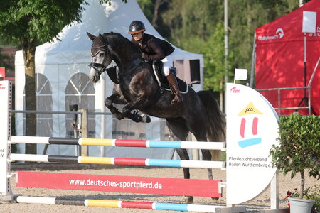 Stefanie Braun pilotierte Django zum Sieg bei den Vierjährigen. | © D. Matthaes