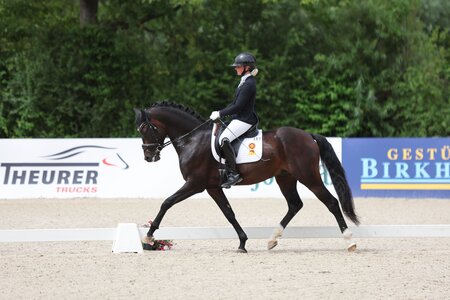 Ponyhengst Cornelius auf dem Weg zum Championatstitel. | © Doma