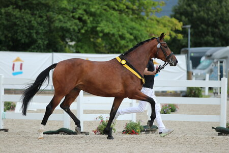 Vitalia v. Vitalis aus der Zucht von Friedbert Ruetz aus Ravensburg, punktete vor allem durch ihre Bergauf-Konstruktion. | © Wolff