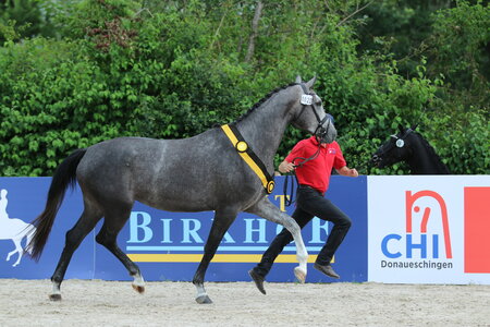 Bei den Springpferden sicherte sich Hanna von Hickstead White aus einer Sandro Mutter den Titel. | © Wolff