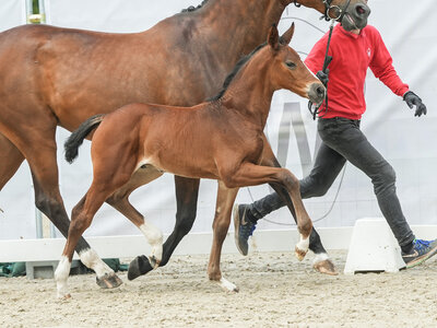 Teuerstes Fohlen des Abends: Dembe v. Diamantenglanz/Fidertanz | © Reckimedia