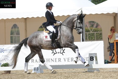 Das Trakehner Bundesturnier steht vor der diesjährigen Neuauflage, bis Ende der Woche kann noch genannt werden, Freitag ist Nennungsschuss! | © Bischoff