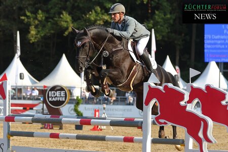 Diathletico FRH stellt mit vier Nachkommen das größte Lot der Auktions-Premiere. | © Bischoff