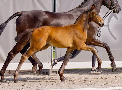 Ermelo v. Escaneno/San Amour | © Hannoveraner Verband