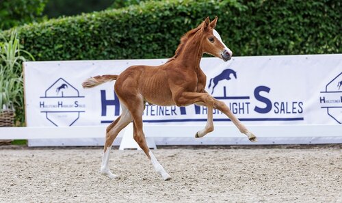 Auch dieser Sohn des Vigado steht in Hörup im Auktionsaufgebot. | © Holsteiner Verband