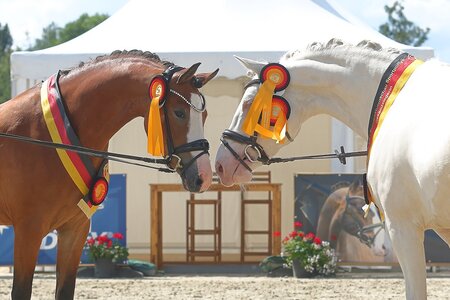 Die beiden Gesamtsiegerinnen der 4. FN-Bundesstutenschau Reitponys, Mereen ( l.) & Glücksfee KH ( r.) | © Bischoff