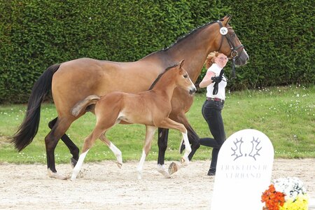 Kat. Nr.: 5 - Tryon - Hengstfohlen  v. Glücksruf I a.d. Taira v. Hirtentanz | © Düsterwald