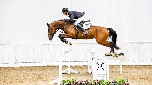 Quinett v. Qualito/Calido  | © Hannoveraner Verband