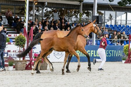 Hörup's Heartbreaker war mit 25.000 beim Springflut Festival das bestbezahlte Fohlen.  | © Christina von Einem