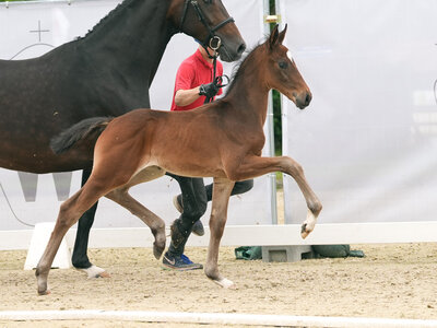Teuerstes Fohlen des Abends: Nr. 5 Best Secret v. Blue Hors Bondo | © Reckimedia