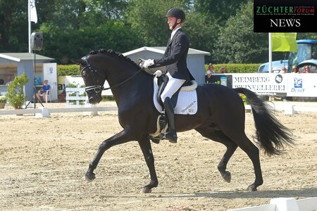 Siegte in der Dressurpferdeprüfung Klasse M, der aus Dänemark angereiste Halifax Lyng.  | © Bischoff