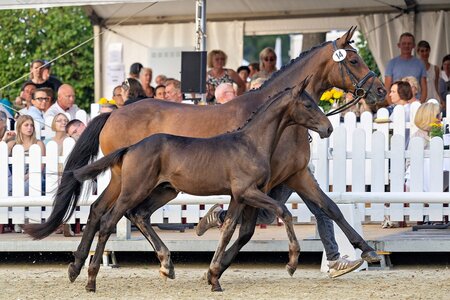 Preisspitze war dieser Sohn des Easy Game, der für 41.000 Euro an ein Konsortium zugeschlagen wurde.  | © Bauernschmitt