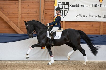 Ed Sheeran v. Escamillo – Damon Hill (Z.: Andrea Schür, Leverkusen): ZfdP-Reitpferdechampion 2022, hocherfolgreich in Reitpferdeprüfungen, Bundeschampionatsteilnehmer und HLP-Sieger | © Hagemeister