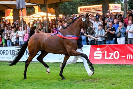 Zur gefeierten OL-Siegerstute avancierte First Vaiana v. Lord Europe.  | © Beelitz 