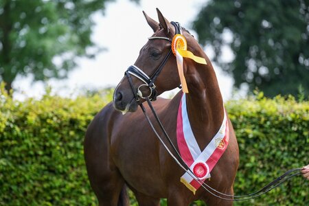 Siegerstute Dressur: Dareta’s Belize H v. Bonds/Belissimo | © Reckimedia