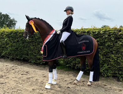Als Champion der dreijährigen Reitpferdehengste grüßt Bentheim. | © Westfalenpferde