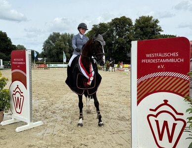 Mit der Siegerschärpe dekoriert wurde im Westfalen-Championat der Sechsjährigen der Cinsey/Lord Pezi-Sohn Cinsey 3. | © Westfalenpferde 