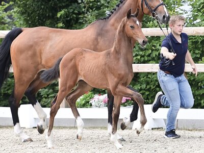 Sea Cloud v. My Blue Hors Santiano - Krack C - Aljano | © OLD Art