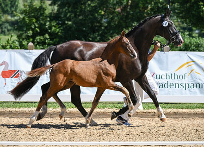 Sieger der Hengstfohlen: Va Bene-Totilas von Franz Winklmaier | © Hubert Fischer