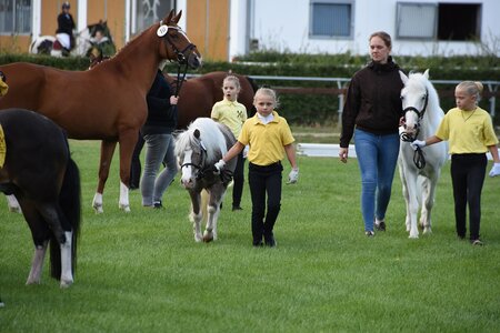 Am Sonnabend trifft sich Hannovers Züchternachwuchs in Verden zum Jungzüchterfinale  | © Hannoveraner Verband