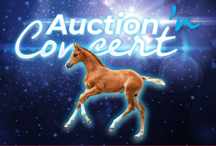 Am 24. August wird die Holsteiner Elite-Fohlenauktion in Elmshorn eingebettet in Live-Musik ausgerichtet | © Holsteiner Verband