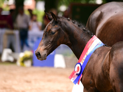 Ein Sohn des Cahil aus einer Clarcon-Mutter (Bernd Börger) avancierte vor zwei Jahren zum Sieger bei den Hengstfohlen. Diese Anpaarung ist offenbar sehr gelungen, denn sein Vollbruder hat sich in diesem Jahr ebenso zum R+V Holsteiner Landesfohlenchampionat qualifiziert.  | © Janne Bugtrup