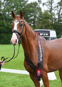 L'Aouette ist die Gesamtsiegerstute Springen 2024. | © Hubert Fischer